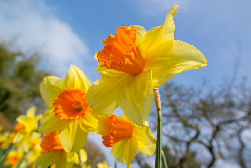 Bright yellow daffodils blooming against a blue sky