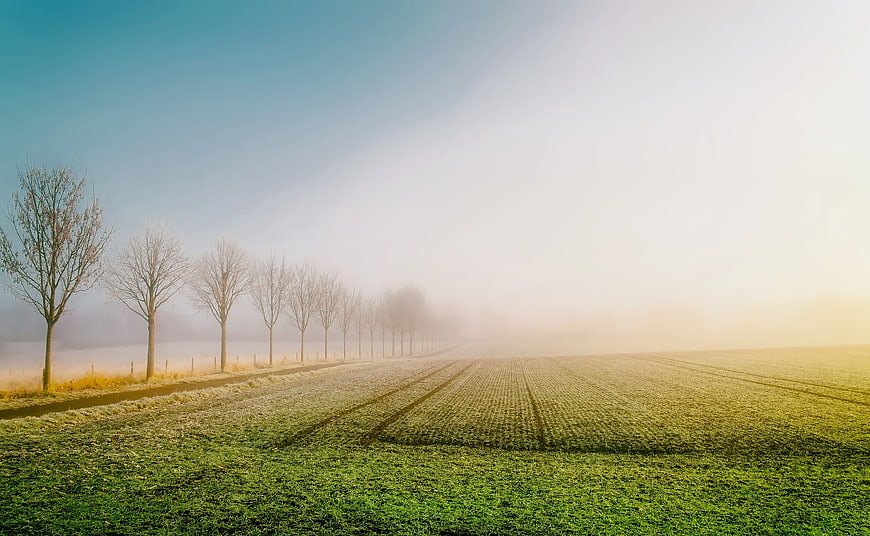 Frosty Green Field with Bare Trees in Morning Mist