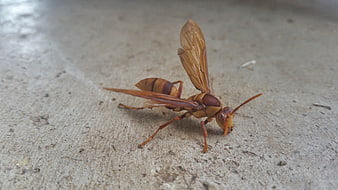 Close-up of a brown wasp on a concrete surface