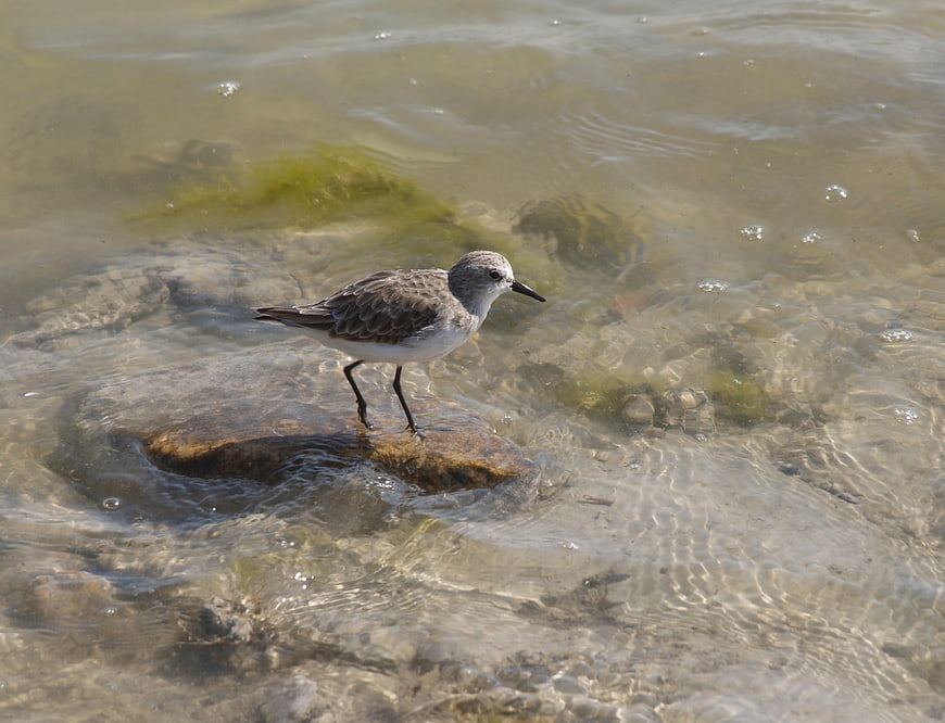 Sanderling bird standing on rock in shallow water