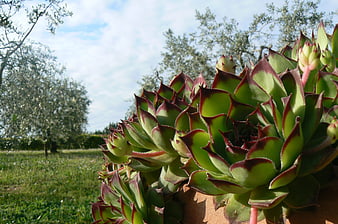 Close-up of Aeonium succulent with red-tipped leaves in garden