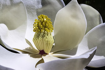 Close-up of White Magnolia Flower with Yellow Stamen