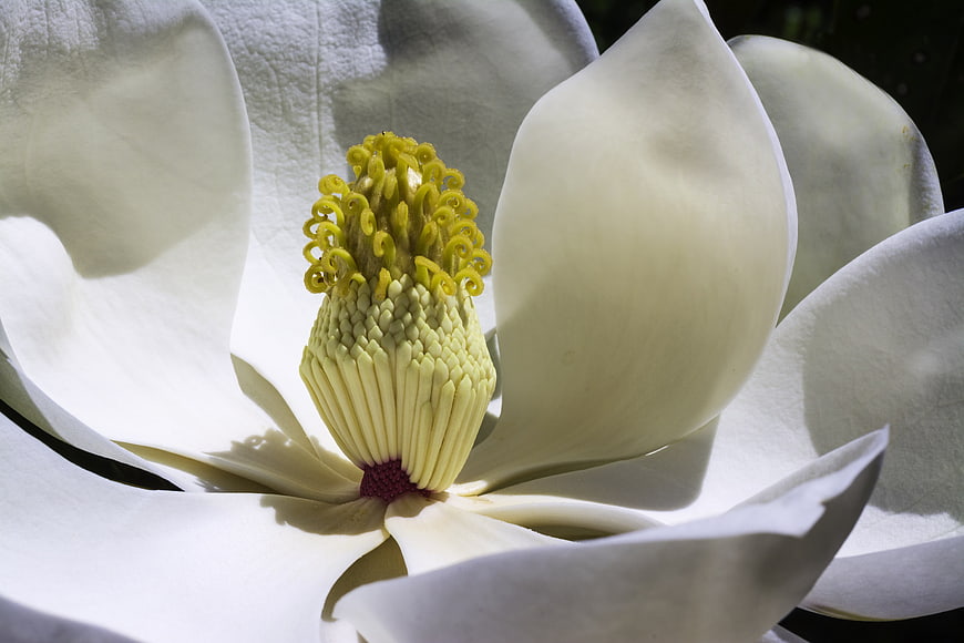 Close-up of White Magnolia Flower with Yellow Stamen