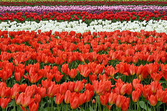 Vibrant Rows of Red, White, and Purple Tulips in a Spring Field