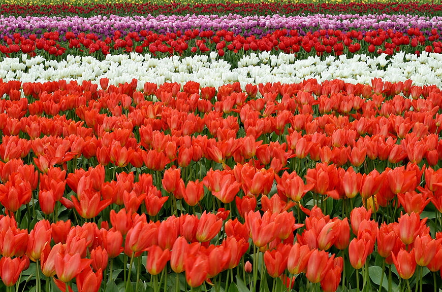 Vibrant Rows of Red, White, and Purple Tulips in a Spring Field