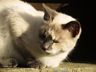 Close-up of a sleeping Siamese cat in sunlight