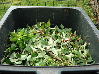 Green garden waste in black compost bin