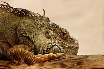 Close-up of Green Iguana Resting on Wood