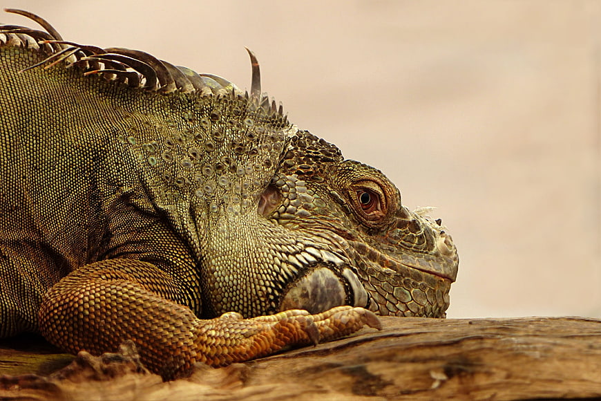 Close-up of Green Iguana Resting on Wood