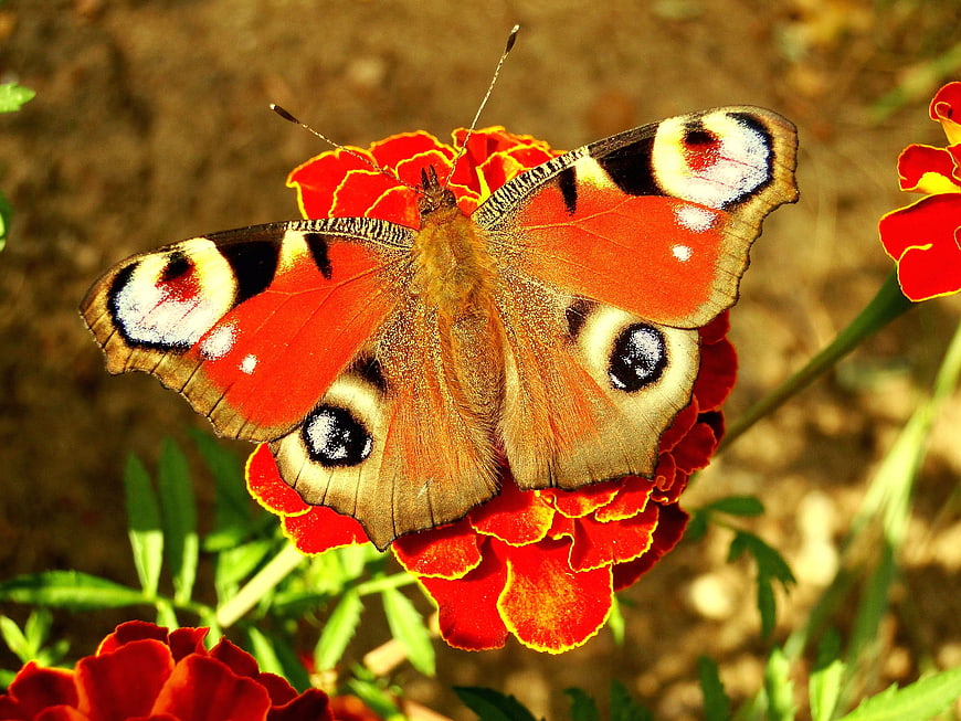 Peacock Butterfly on Red Marigold Flower Closeup