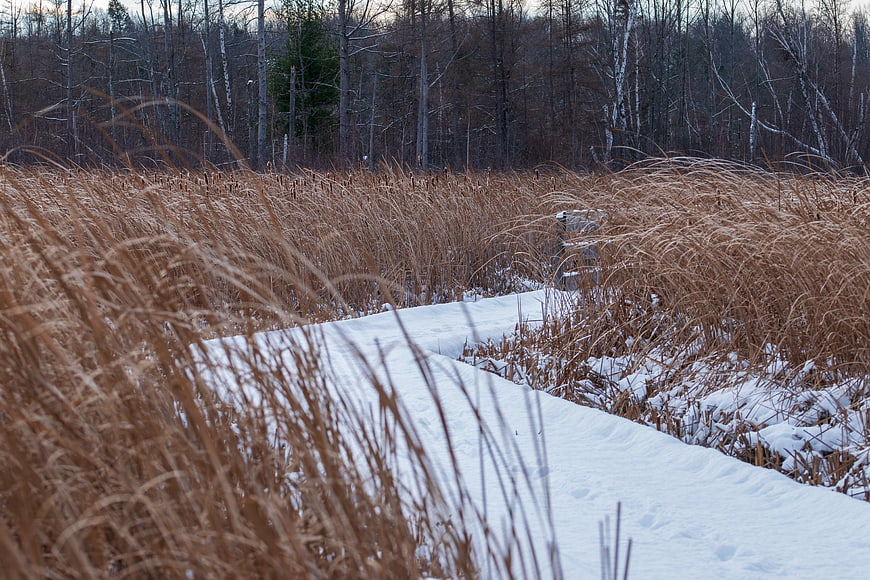 Snowy Winter Path Through Tall Brown Reeds