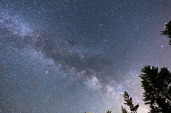 Milky Way Galaxy Over Silhouetted Pine Trees at Night