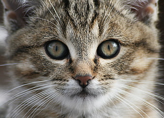 Close-up portrait of a tabby cat with green eyes