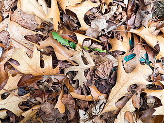 Close-up of dry brown oak leaves on forest floor