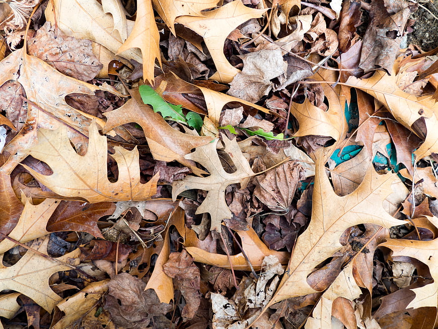Close-up of dry brown oak leaves on forest floor