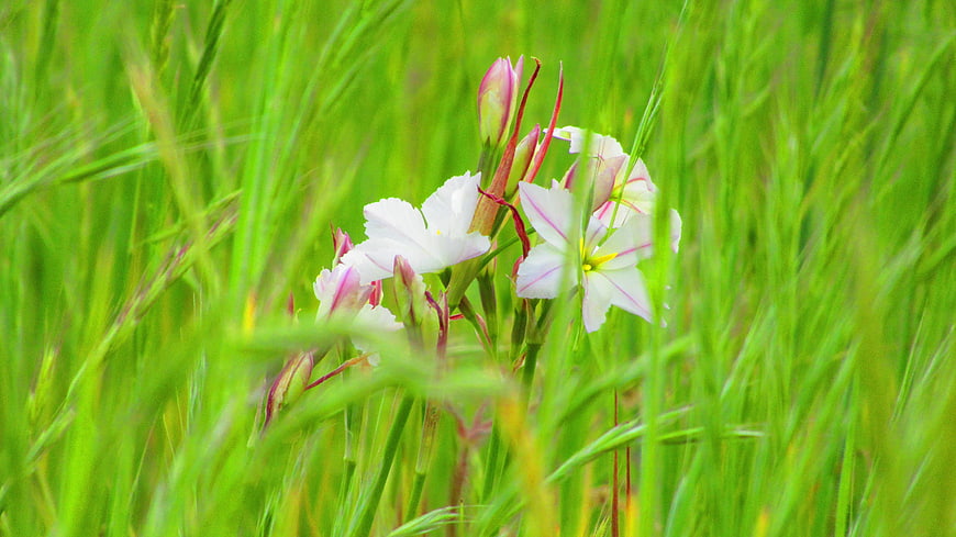 White and pink wildflowers blooming in tall green grass