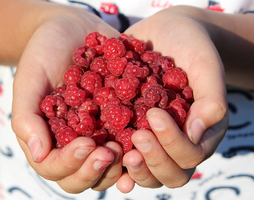 Close-up of hands holding fresh red raspberries
