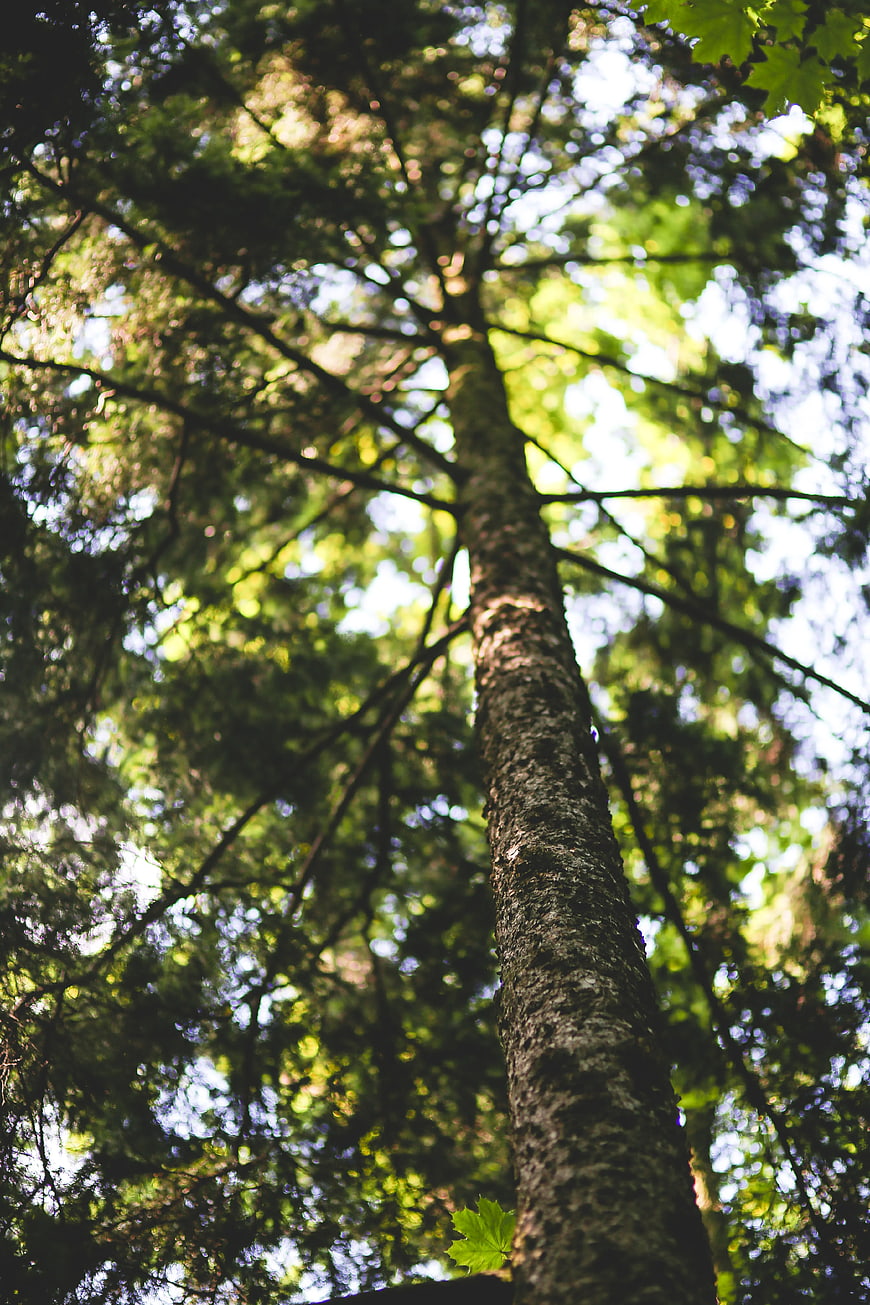 Low angle view of tall tree trunk in forest canopy