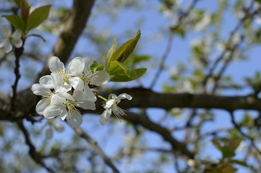 White Cherry Blossoms on Branch Against Blue Sky