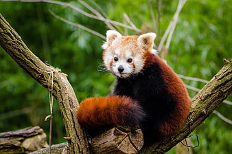 Cute Red Panda Sitting on Tree Branch in Forest