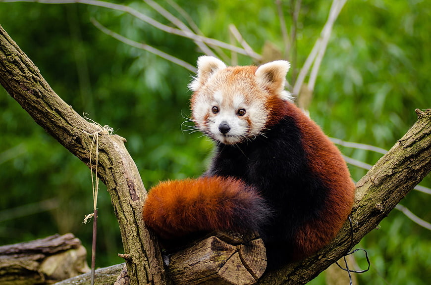 Cute Red Panda Sitting on Tree Branch in Forest