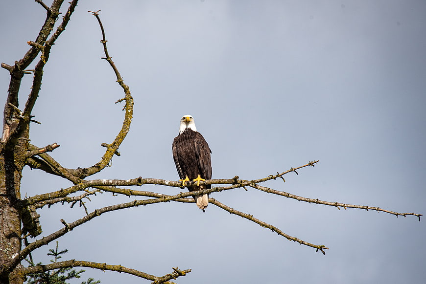 Bald Eagle Perched on Bare Tree Branch Against Sky