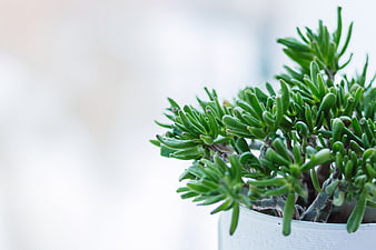 Close-up of Green Succulent Plant in White Pot
