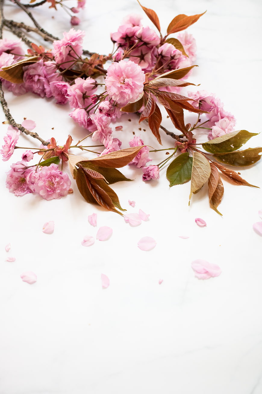 Pink Cherry Blossoms Flat Lay on White Background