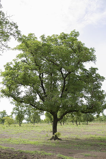 Lush Green Tree in Open Field with Blue Sky