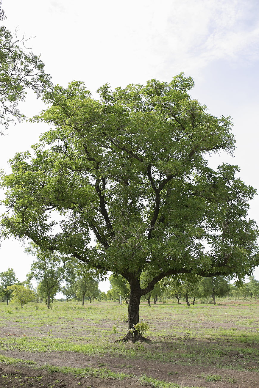 Lush Green Tree in Open Field with Blue Sky