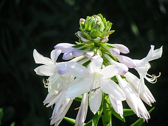 Close-up of white hosta flower with green buds