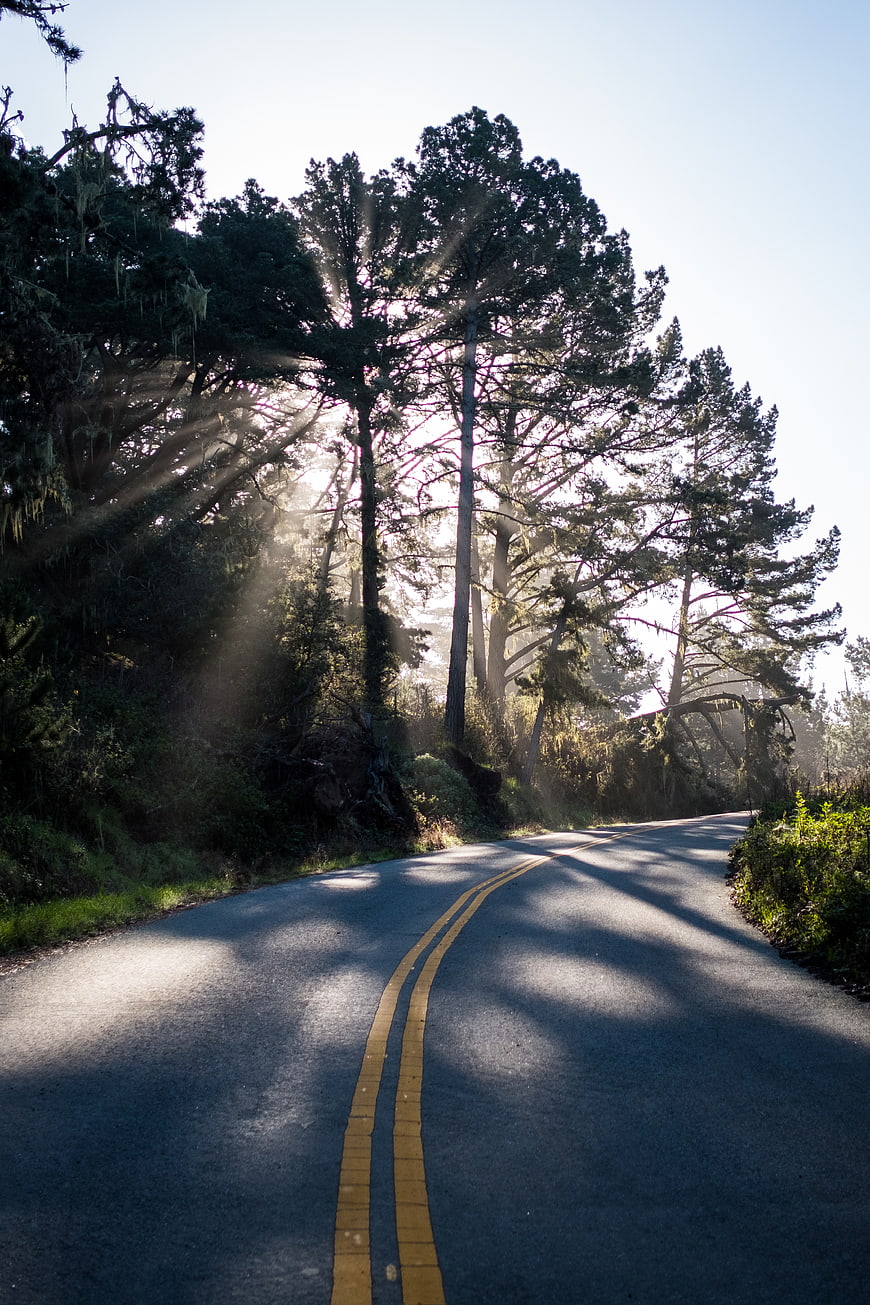 Sunlit Forest Road with Sunbeams Through Trees