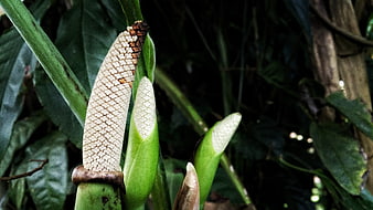 Close-up of tropical aroid plant with textured spadix