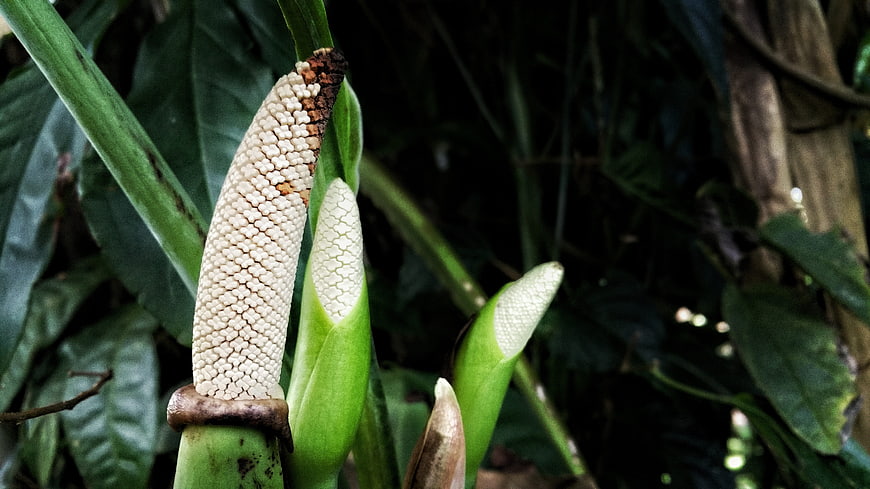 Close-up of tropical aroid plant with textured spadix