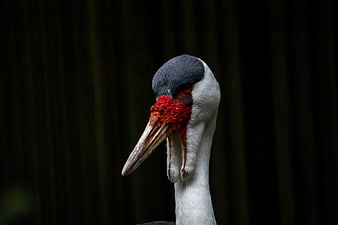Close-up portrait of a Sarus Crane head with red wattle
