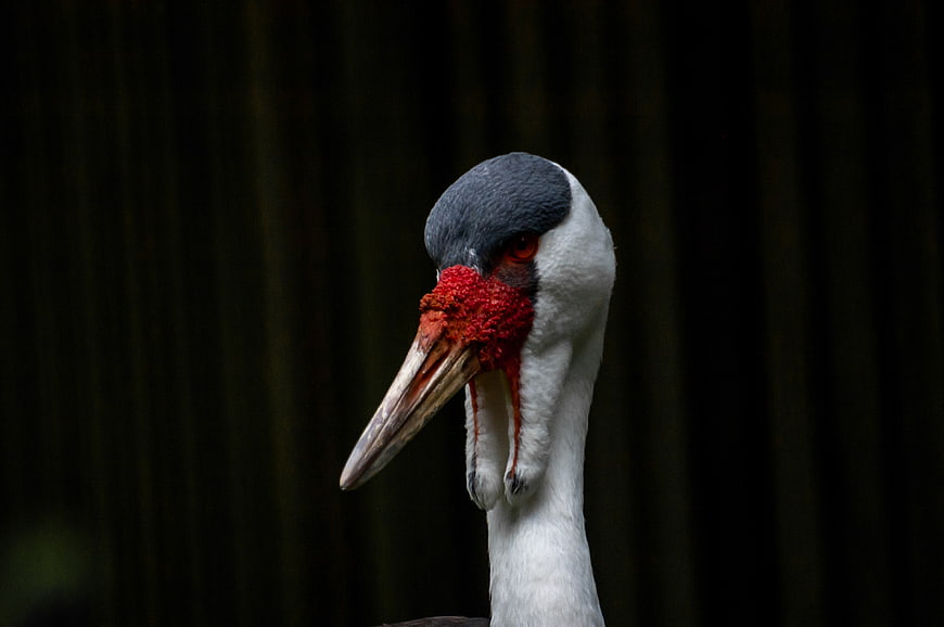 Close-up portrait of a Sarus Crane head with red wattle