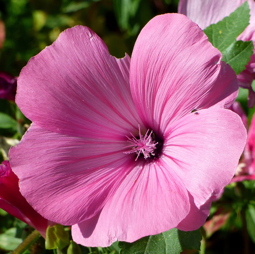 Close-up of a vibrant pink mallow flower in a garden