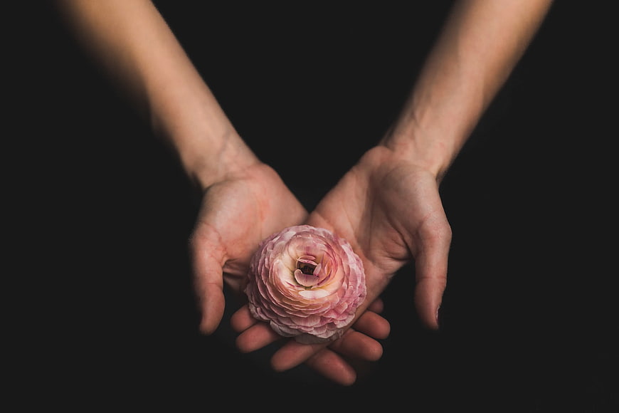 Cupped Hands Holding Pink Ranunculus Flower on Black Background