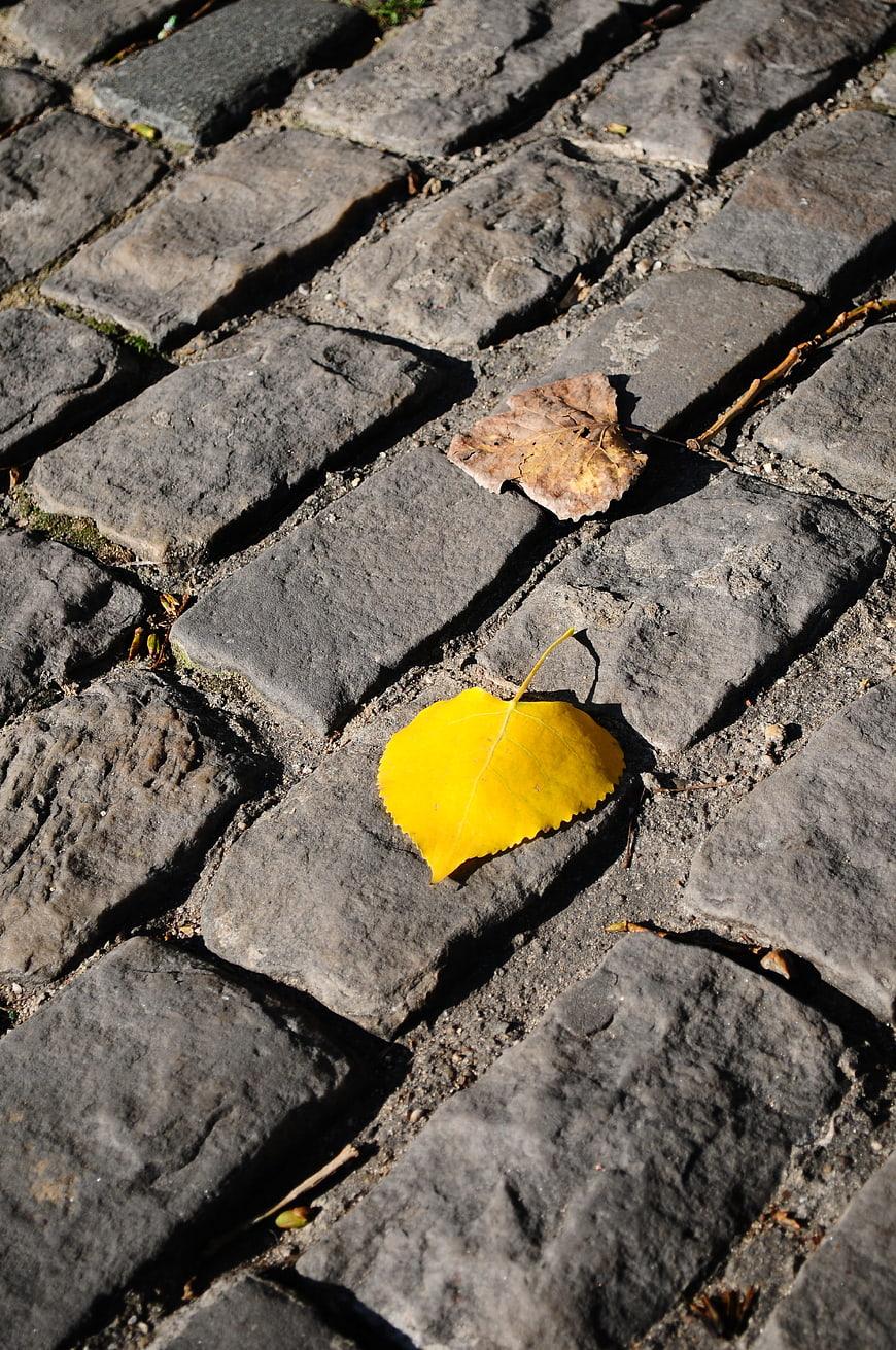 Yellow autumn leaf on cobblestone street texture