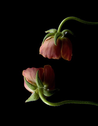 Two Pink Ranunculus Flowers on Black Background