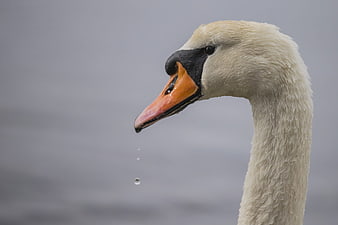 Close-up of a white swan head with water droplets