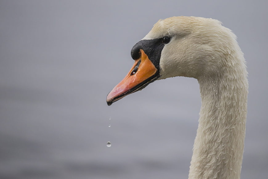 Close-up of a white swan head with water droplets