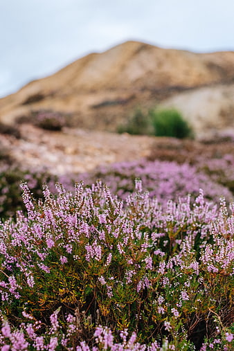 Pink heather flowers blooming in a field with blurred hills