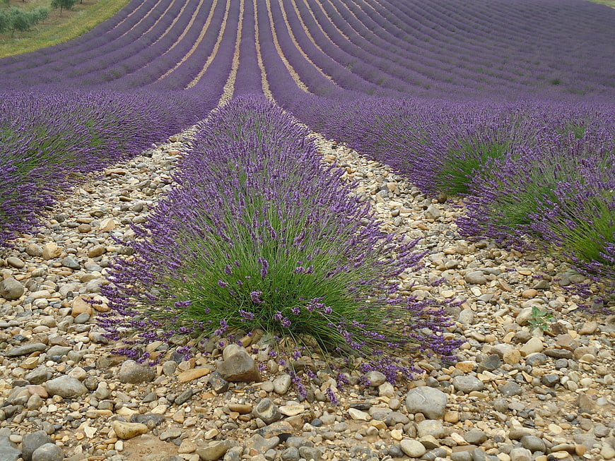 Purple lavender field rows in Provence agriculture landscape