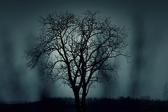 Spooky Bare Tree Silhouette in Dark Foggy Forest