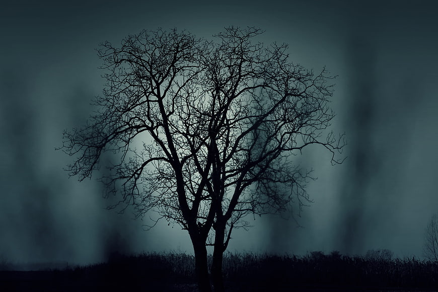 Spooky Bare Tree Silhouette in Dark Foggy Forest