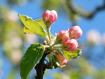 Pink Apple Blossom Buds on Green Branch Against Blue Sky