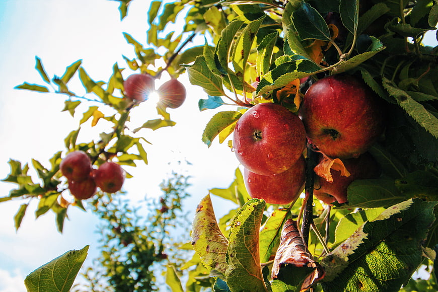 Ripe Red Apples Hanging on Tree Branch in Sunlight