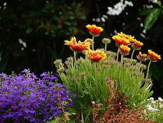 Vibrant Orange and Purple Flowers in a Garden