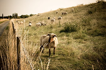 Sheep grazing in a rural meadow with a fence line